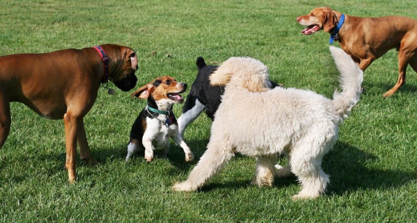 A dog park will appear in Limassol