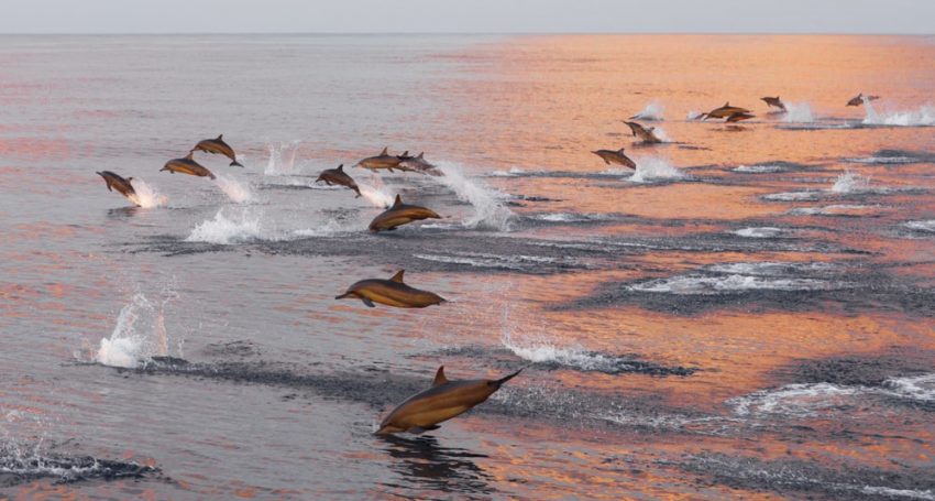 A flock of 30 dolphins was seen off the coast of Limassol