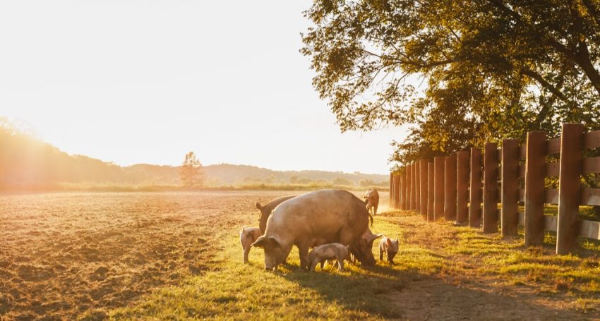 Cypriot farmers forced 1,500 overgrown pigs into Greece