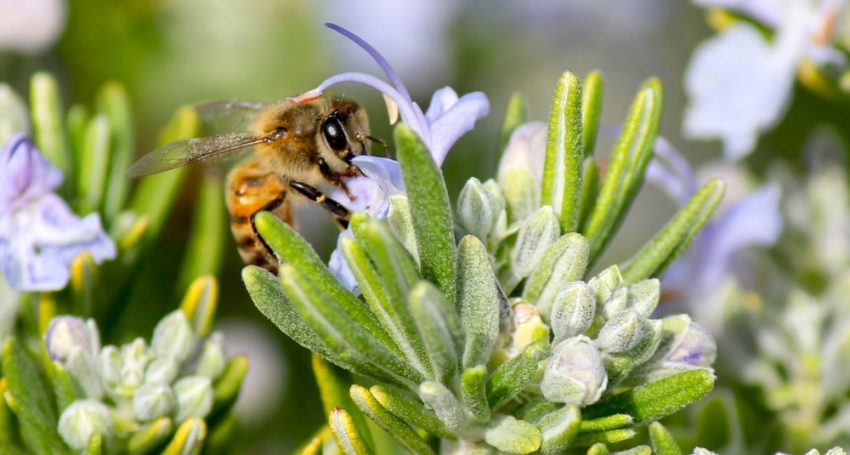 In Cyprus, honey and soap producers were awarded for their innovations