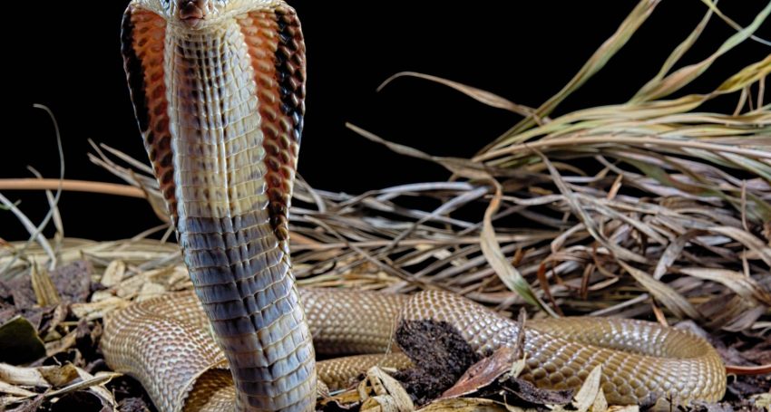 Monokelkobra Naja kaouthia, captive, Asien *** Monocular cobra Naja kaouthia , captive, Asia Copyright: imageBROKER/ClmentxCarbillet iblcca04898450.jpg Bitte beachten Sie die gesetzlichen Bestimmungen des deutschen Urheberrechtes hinsichtlich der Namensnennung des Fotografen im direkten Umfeld der Veröffentlichung!