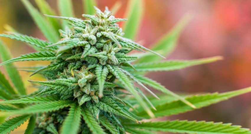 plant-marijuana-pot-weed-mary-jane-432
